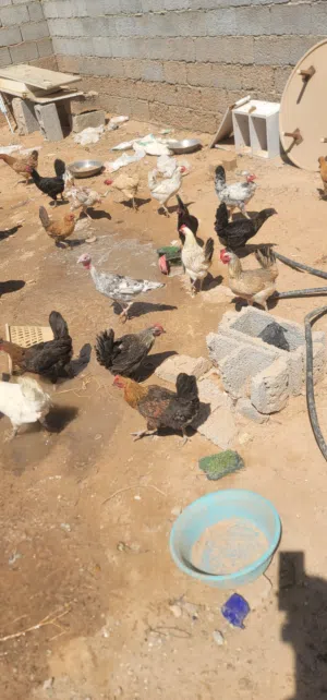 دجاج عربي للبيع