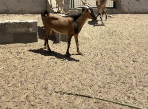 للبيع تيس الاب وعل