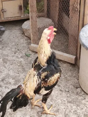 ديك باكستاني للبيع
