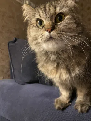 Two cats for adoption together