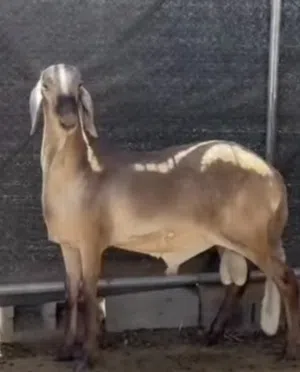 ابحث عن سوداني او نجدي للشرا