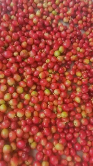 البن الخولاني السعودي