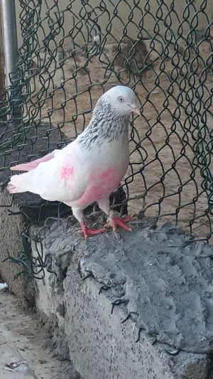 الصالحي 