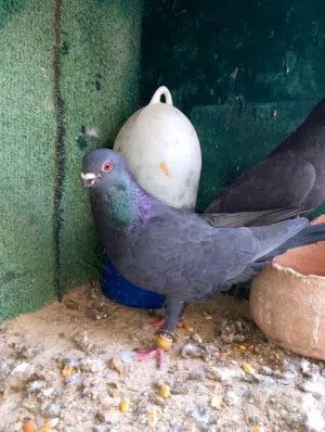 السلام عليكم  جوز حمام للبيع