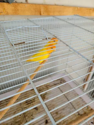 love bird fire face red eyes with 5 eggs