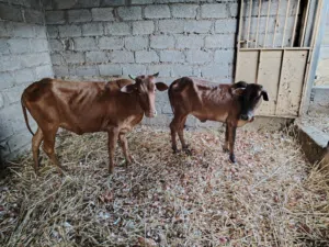 بقره عمانيه عشار و معها عجله