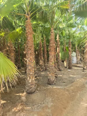 نخيل مثمرعربي وواشنطن مسطحات خظرأ