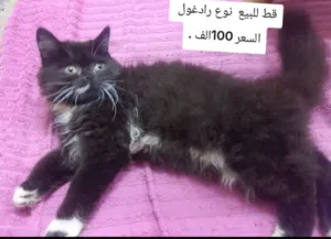 قط للبيع رادغول