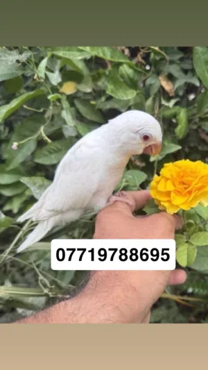 ببغاء فرخ الرهيب كويكر البينو بسعر مغري