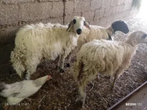 جعد محليات للبيع