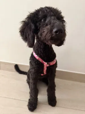 URGENT  Beautiful Standard Poodle Puppies Looking