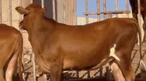 للبيع عجله عجل عجال بقره كبش قعود تيس اقرأ الوصف تحت