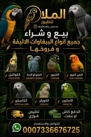 مطلوب ببغاوات فروخ أو أليفة