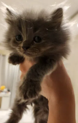قطة للبيع Kitten for sale