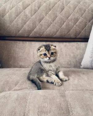 قطط سكوتش جولد وشكوتش فولد ستريت للبيع