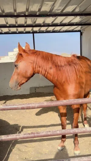 مطلوب فرس او حصان بسعر رخيص