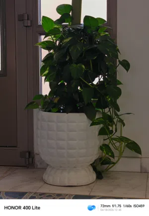 Money plant.