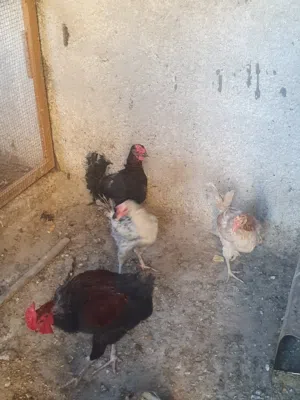 دجاج بلدي للبيع