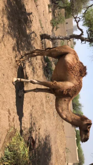 بعير قليصه درجه أولى خالي من العذاريب السن (حايل)ركاض