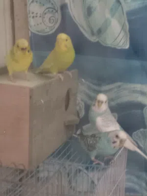 جوزين حب شغالاة للبيع بسعر حرق