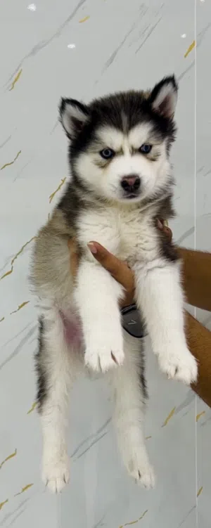 Beautiful Siberian Husky Puppy – 2.5 Months Old – Ready for Loving Home (UAE Delivery Available)