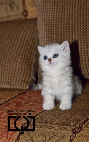 قطط بريتش شورت هير Fold Shorth & Scottish Fold Shorthair مستوى عالي وبيور من اهالي مسجله ومستورده