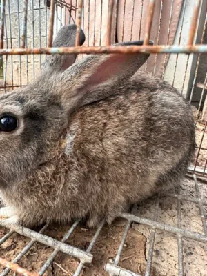 ارانب عمانيات