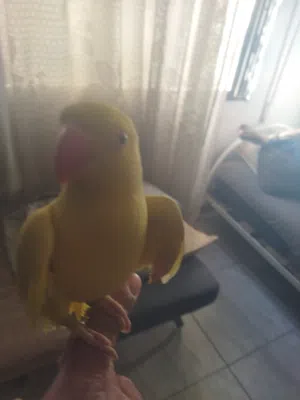 ببغاء دره اصفر أليف ذكر بدايه طوق محجل