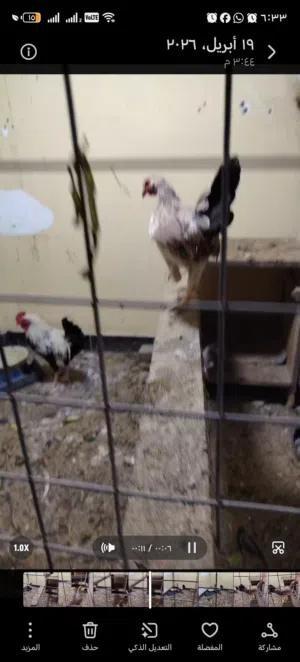 سيت دجاج دنراوي ثنين وديج