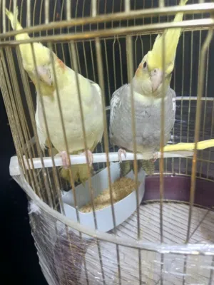 تبارك الرحمن ماشالله