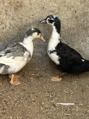 للبيع بط. مطلوب. 8 ريال