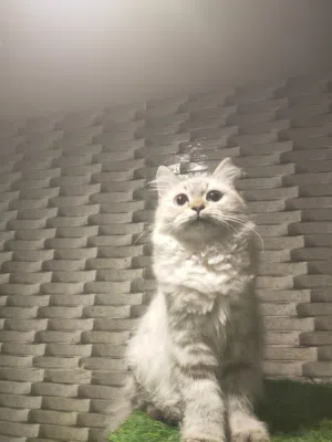 قطه للتبني