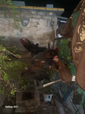 ديوجه عربيات