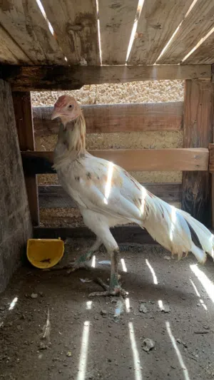 ديك بكستاني هيرا