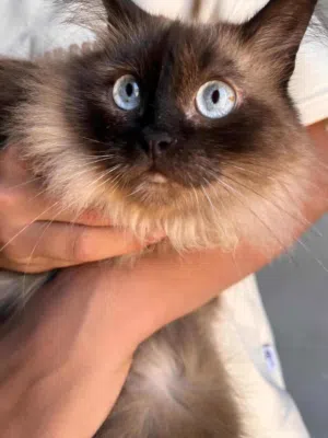قطوس هملايا