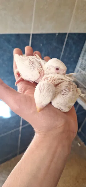 عصافير بركاديلو