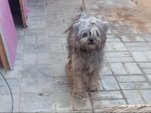 شيتزو أنثى للبيع او البدل تواصل واتس فقط