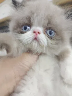 هيمالايا باي كلر
