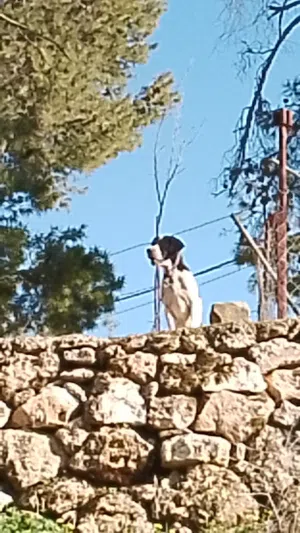 كلب بونتر للتزاوج او للبيع او للتبادل غشيم