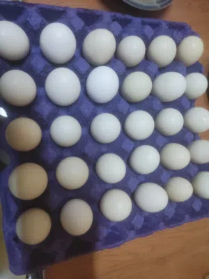 لأهالي الجبل الأخضر فقط