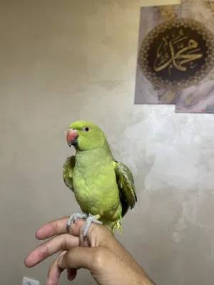 عصفور ببغاء دره