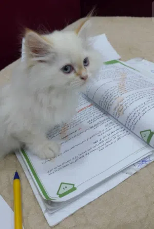 قطط مع الام للبيع مع المستلزمات