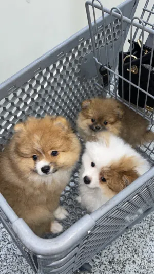 بيور بومارينيان للبيع