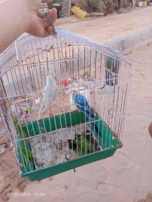 كوبيه بقلينو مصوقره على تدحاي