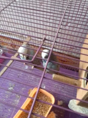 زوج طيور حب نكليزي