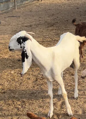 للبيع شاه باكستنيه