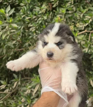 للبيع جراوي هاسكي