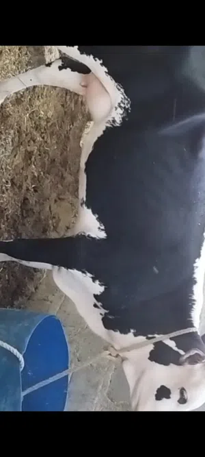 عجله بكر هجين نمساوي  علي  هولندي مربيه تحبها عجل تحلب 5غرشات