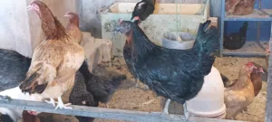 للبيع بيض بلدي مخصب للفقاسات