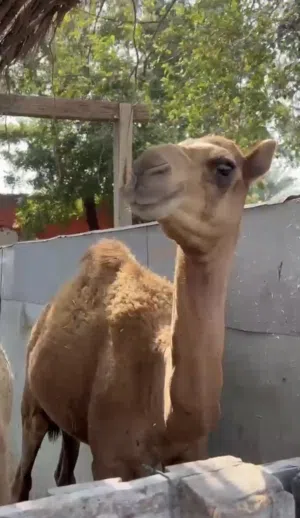 قعود باطني اصيل، امه الغزيلة بنت ود شهبار ، ابوه ود سمحة بعير سيف نار